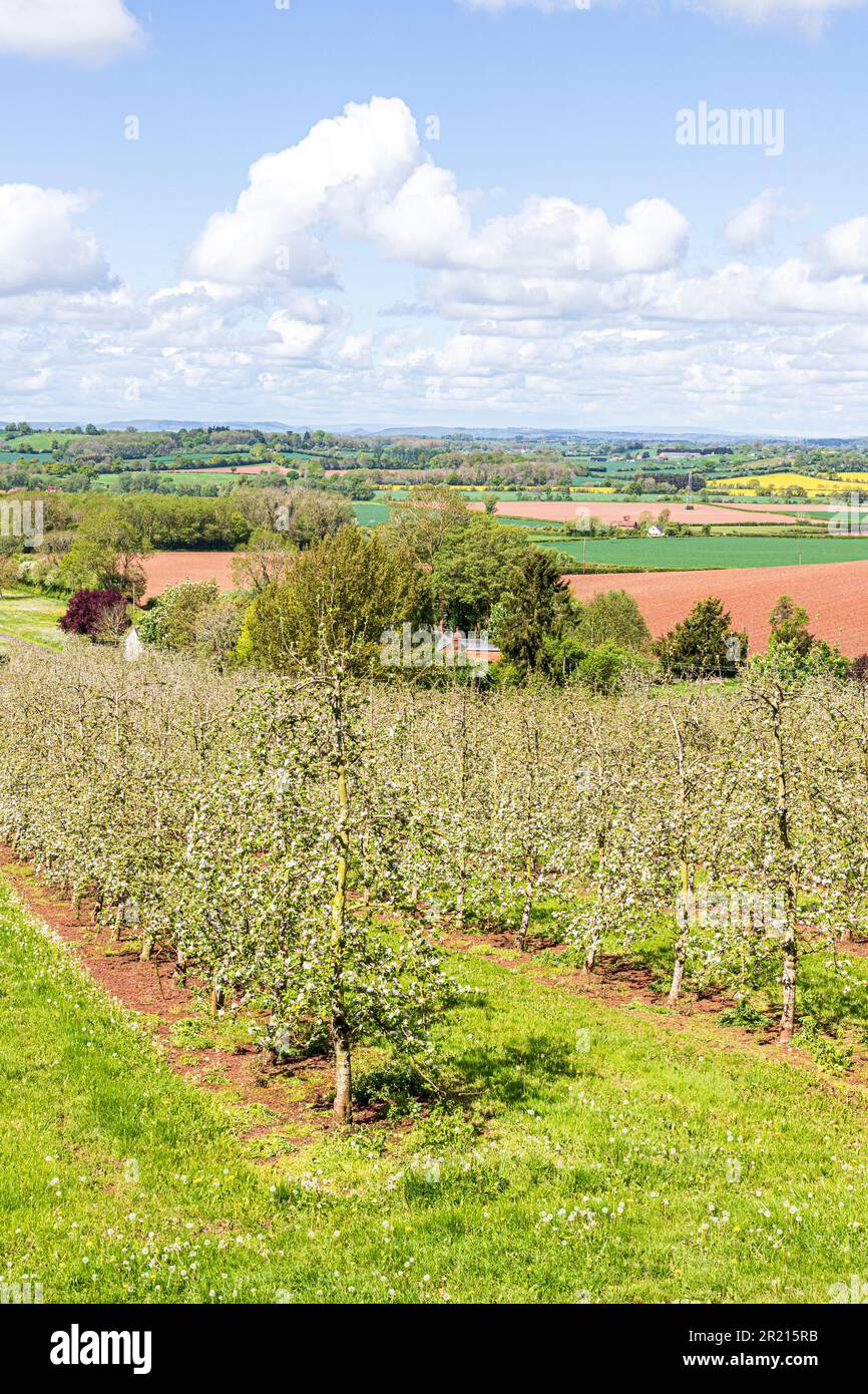 A modern apple orchard in blossom near Castle Frome in the Frome Valley, Herefordshire, England UK Stock Photo