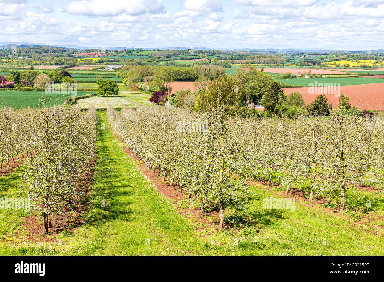 A modern apple orchard in blossom near Castle Frome in the Frome Valley