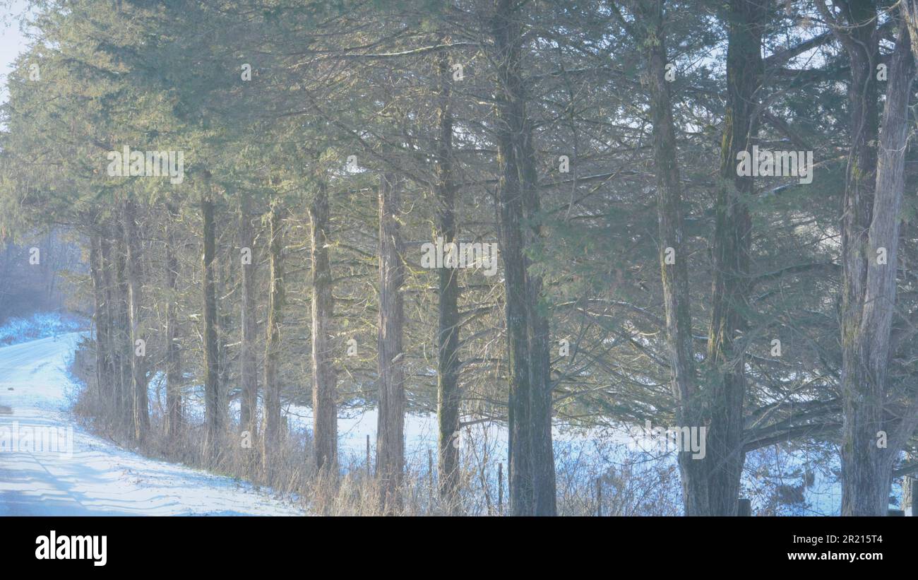 Christmas card graphic resource of Minnesota Winter trees with snow at