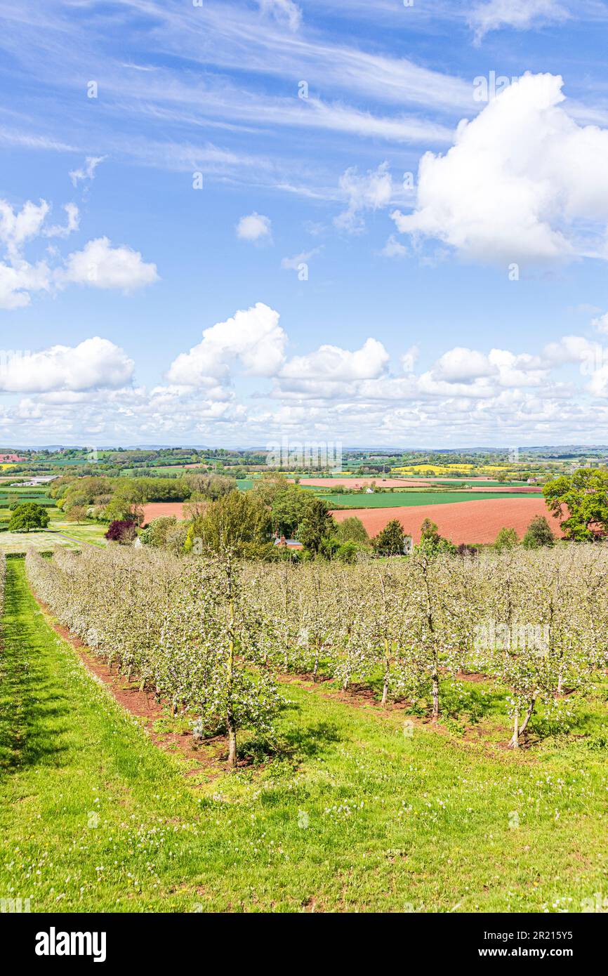 A modern apple orchard in blossom near Castle Frome in the Frome Valley, Herefordshire, England UK Stock Photo