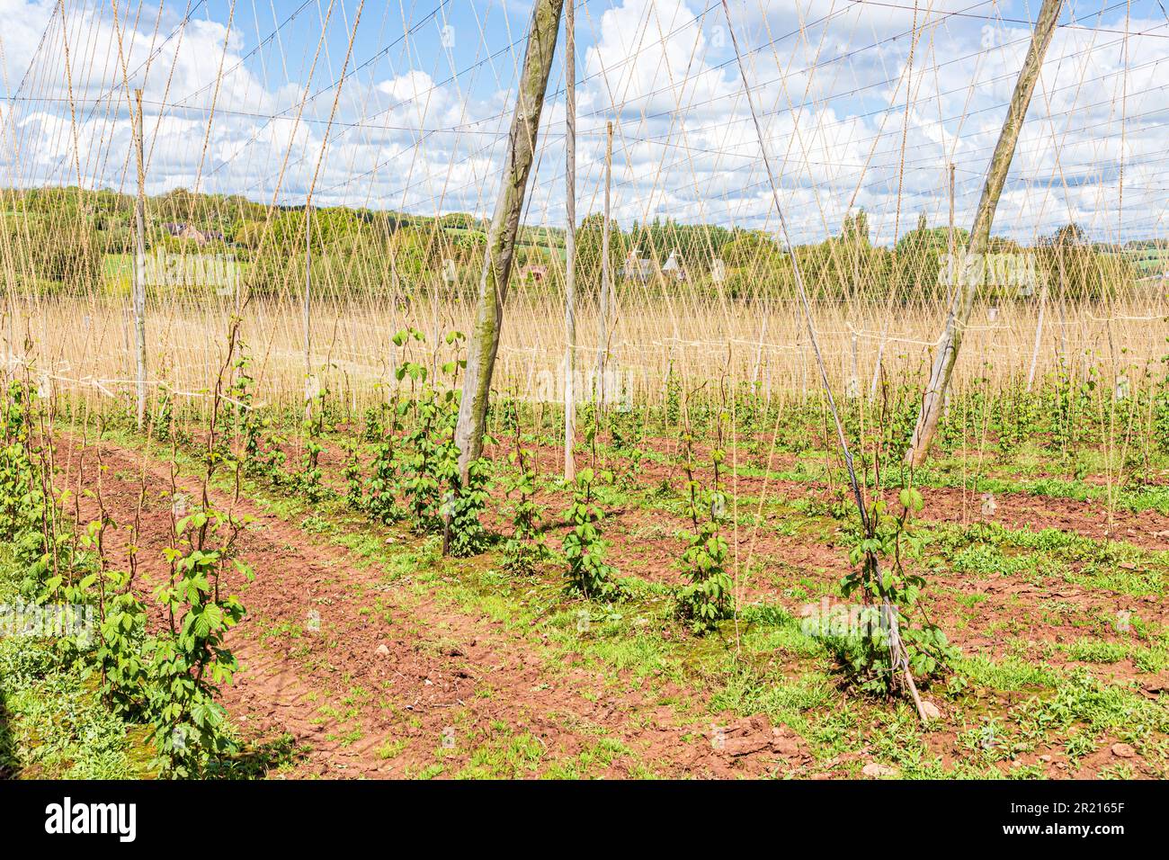 Hops (Humulus lupulus) growing  on strung hop trellis in a hop garden or hopyard near Acton Beauchamp in the Frome Valley, Herefordshire, England UK Stock Photo