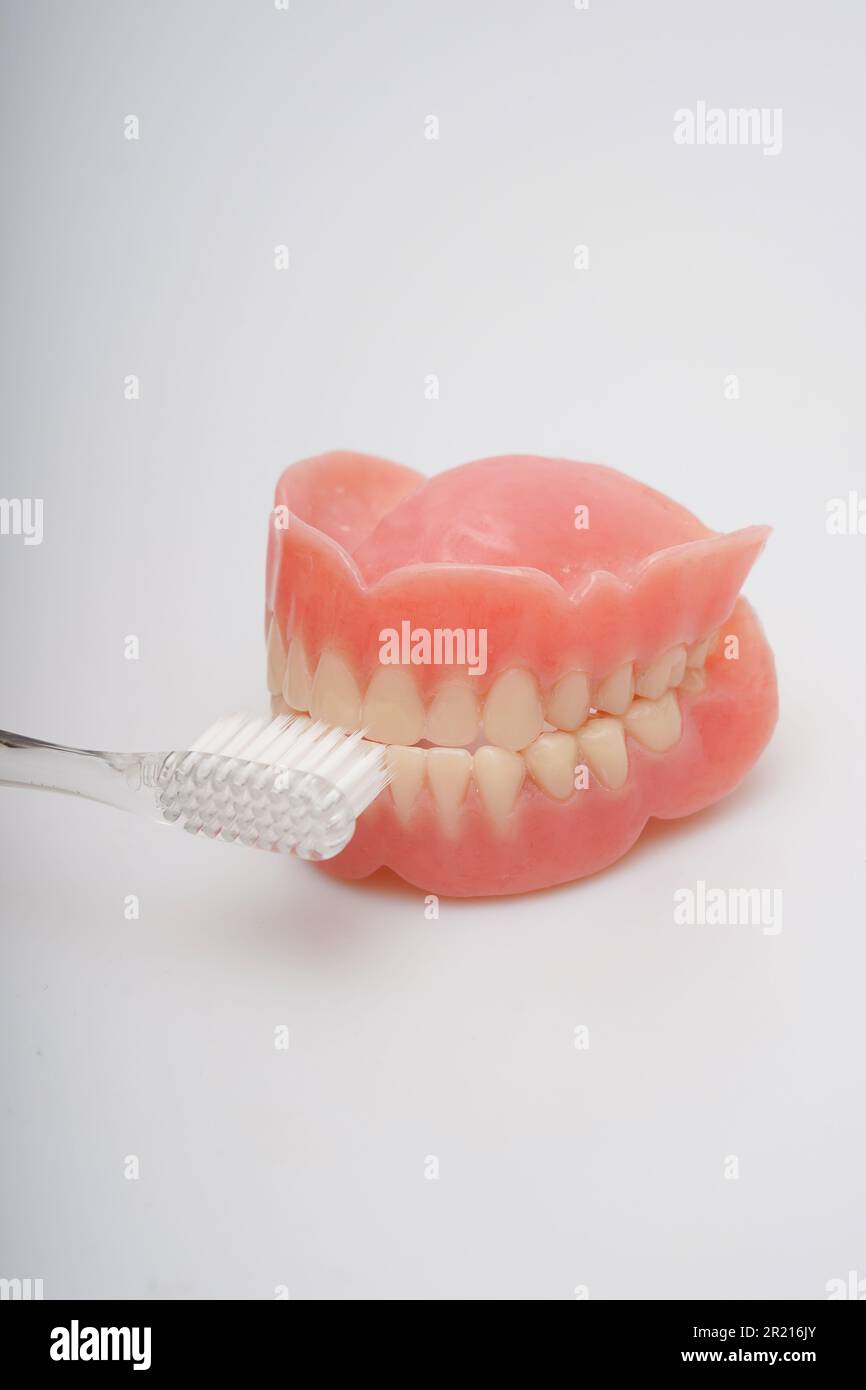 Medical image through tooth model and toothbrush Stock Photo - Alamy