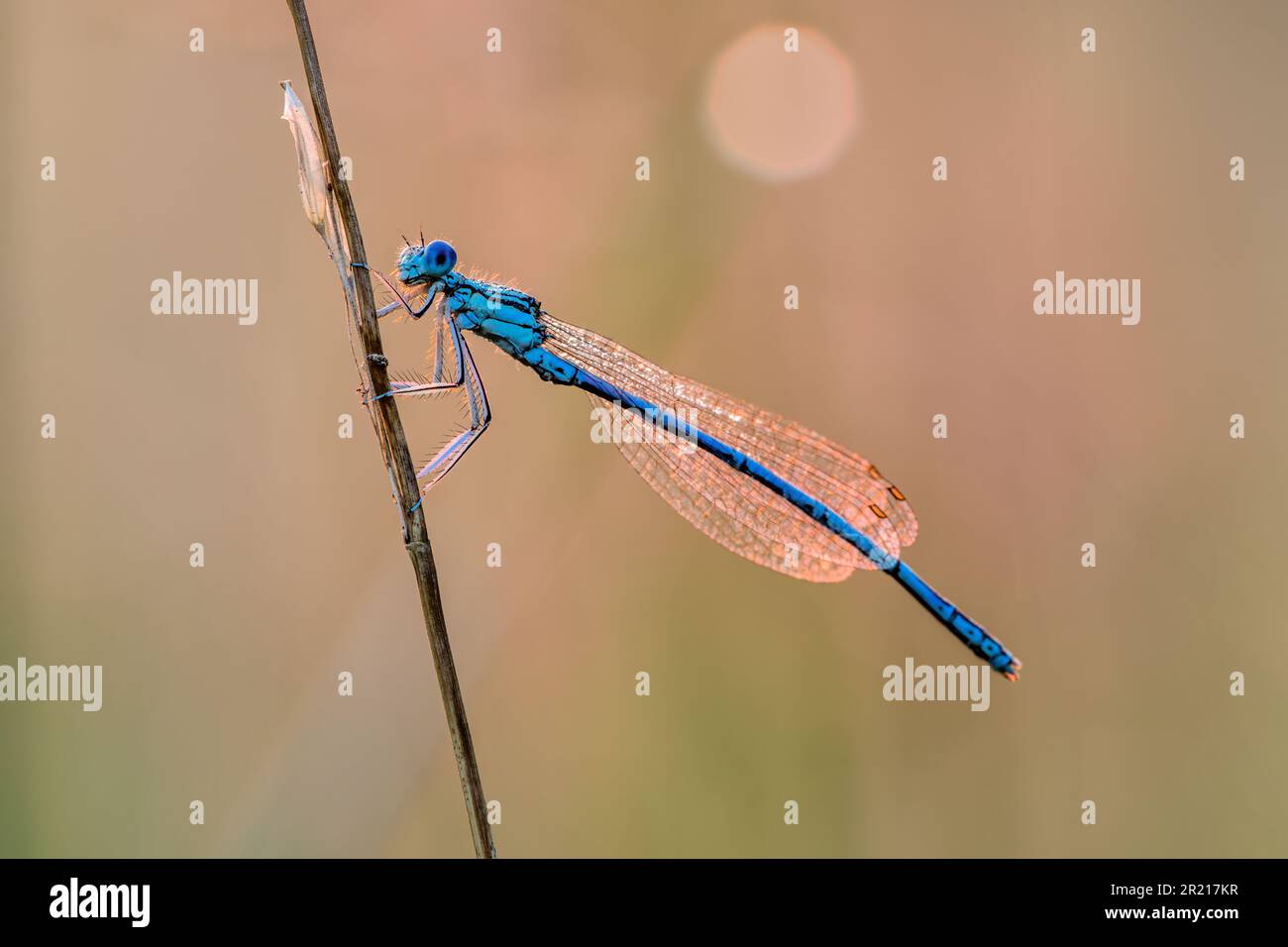 White legged damselfly male, sitting motionless on dry stem of grass at ...