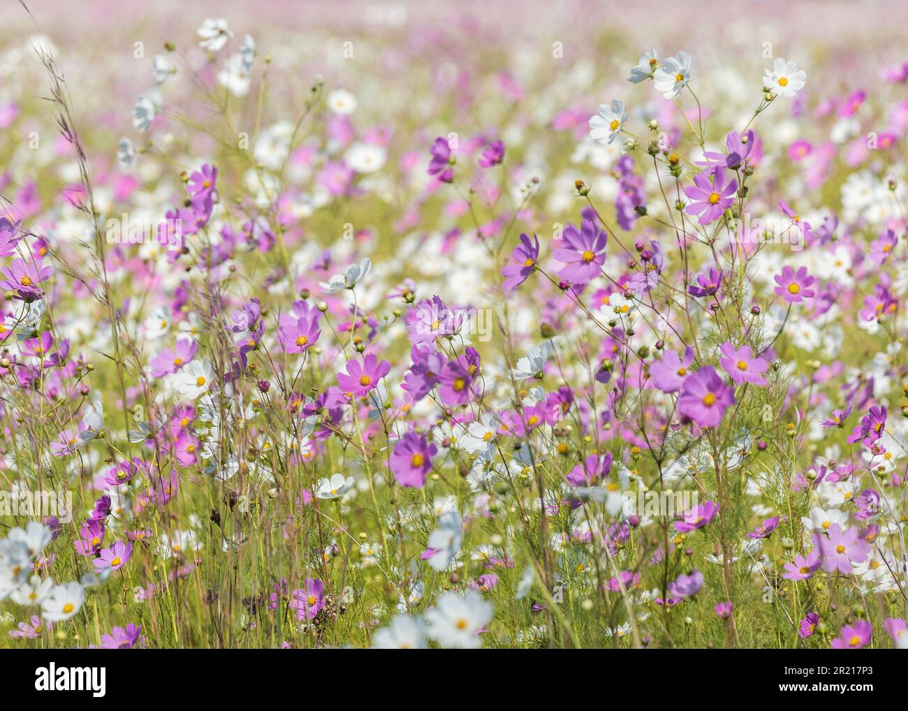 Green field pink wildflowers hi-res stock photography and images - Alamy