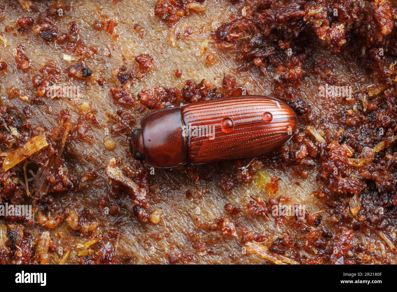 Darklling Beetle (Uloma sp.) found under the bark of a dead pine tree (on a rainy morning). Stock Photo