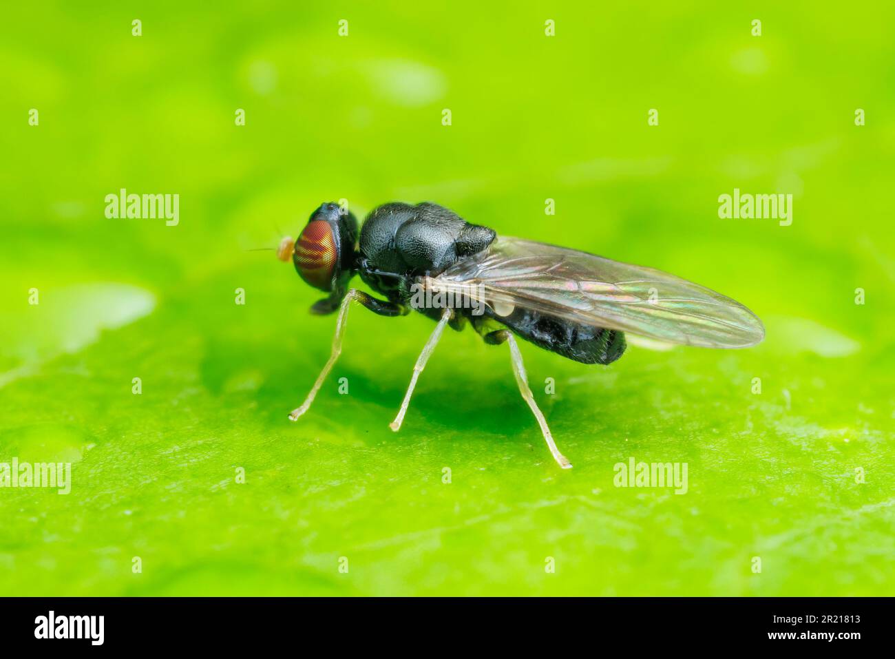 Soldier Fly (Pachygaster pulchra) - Female Stock Photo