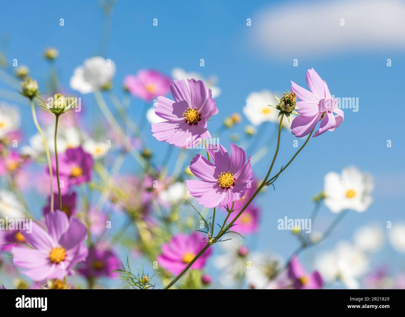 White and pink Cosmos flowers blooming in the sunshine close up Stock Photo