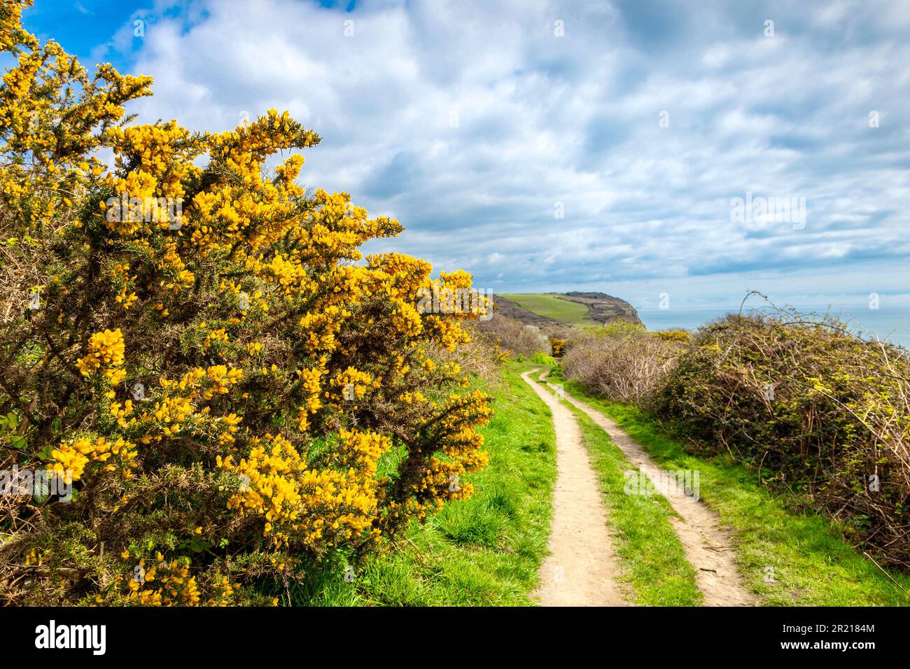 Common gorse along the Saxon Shore Way trail in the Hastings Country Park, East Sussex, England, UK Stock Photo