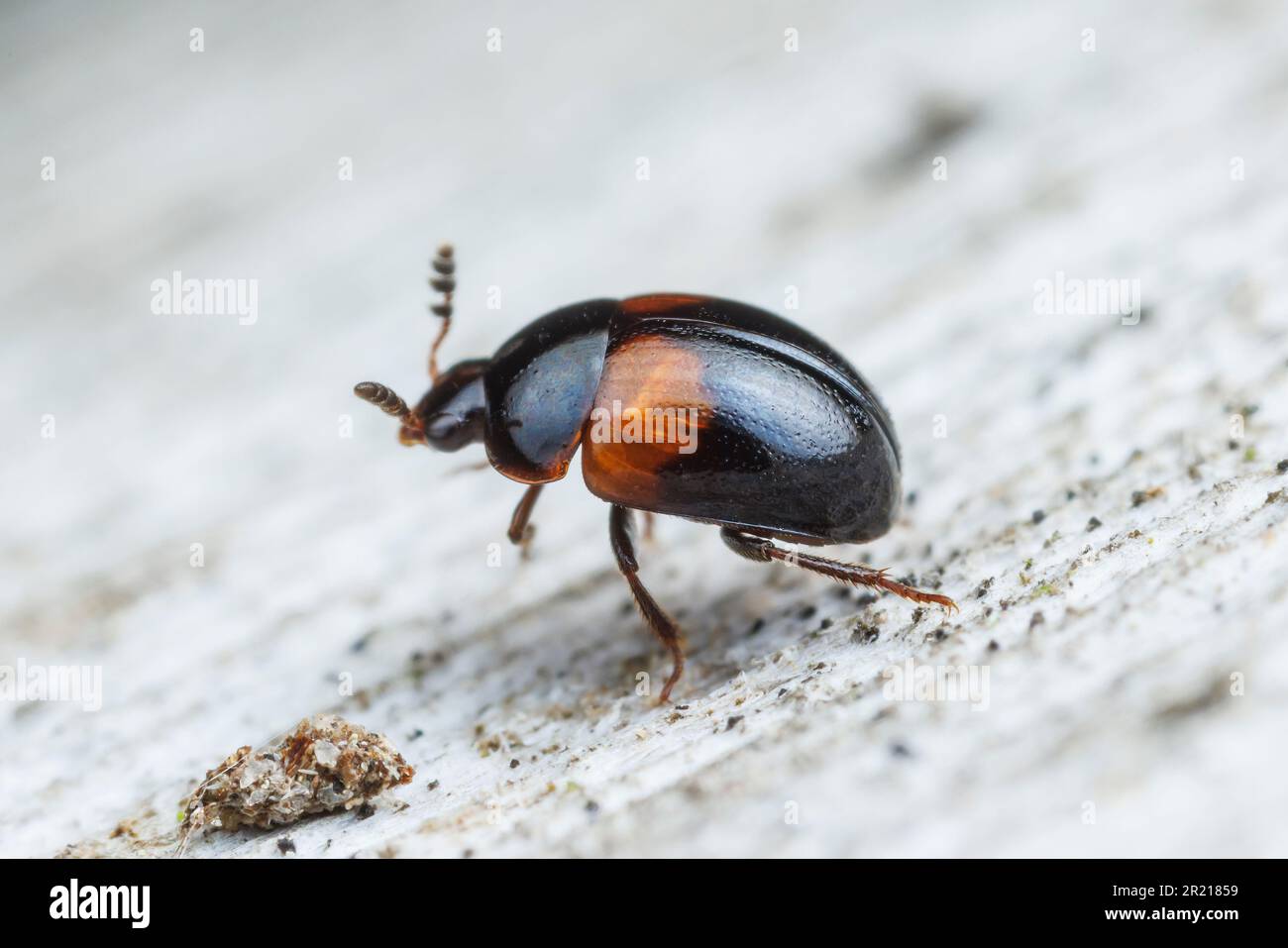 Round Fungus Beetle (Anisotoma basalis Stock Photo - Alamy