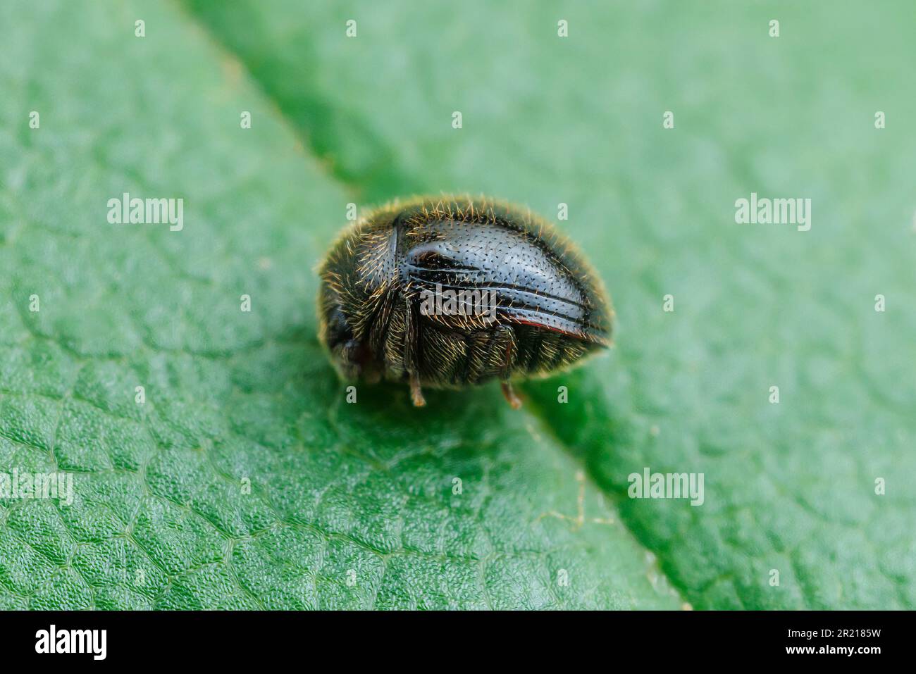 Puffball Beetle (Caenocara sp.) Stock Photo