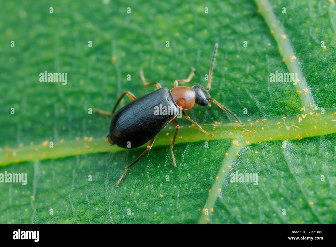 Malachite Beetle (Hypebaeus sp.) Stock Photo