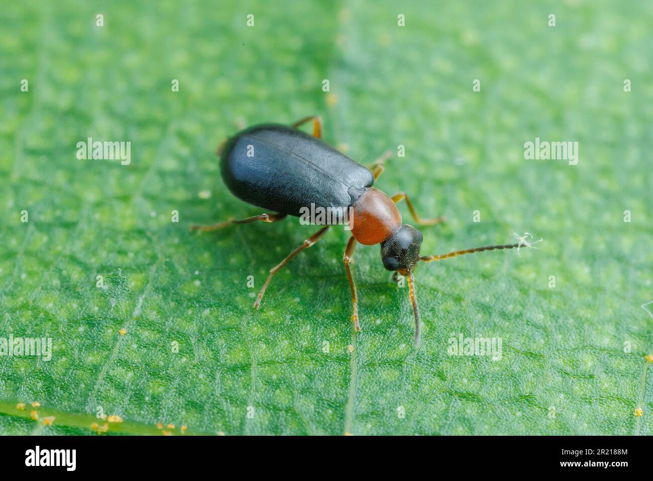 Malachite Beetle (Hypebaeus sp.) Stock Photo