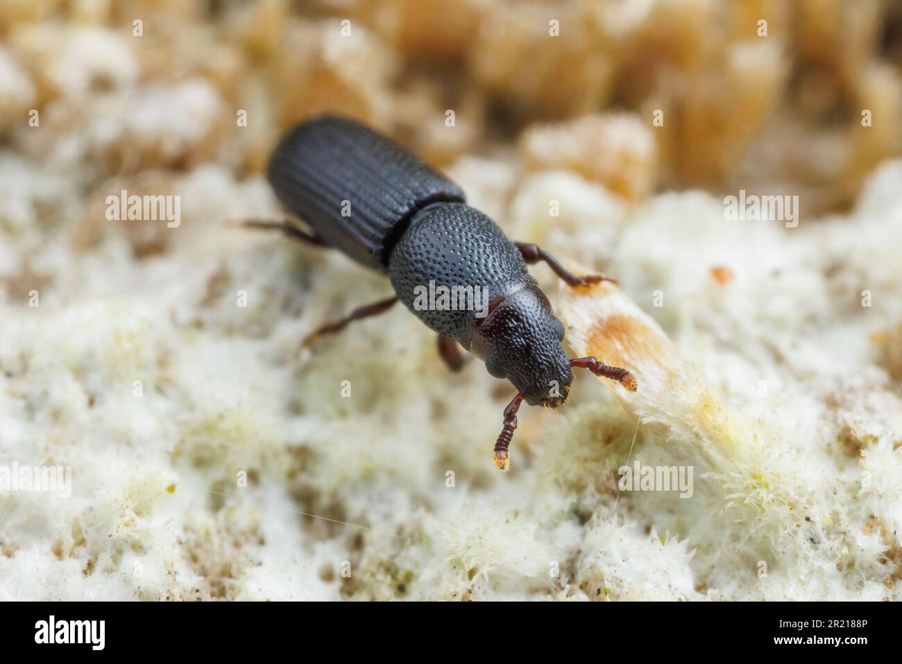 Bark Beetle (Rhyncolus discors) Stock Photo