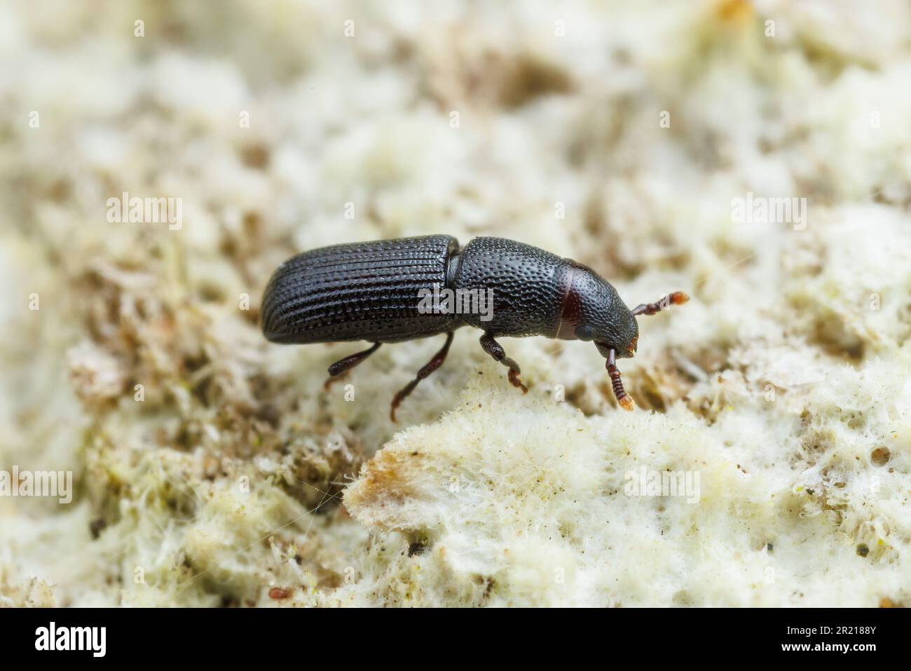 Bark Beetle (Rhyncolus discors) Stock Photo
