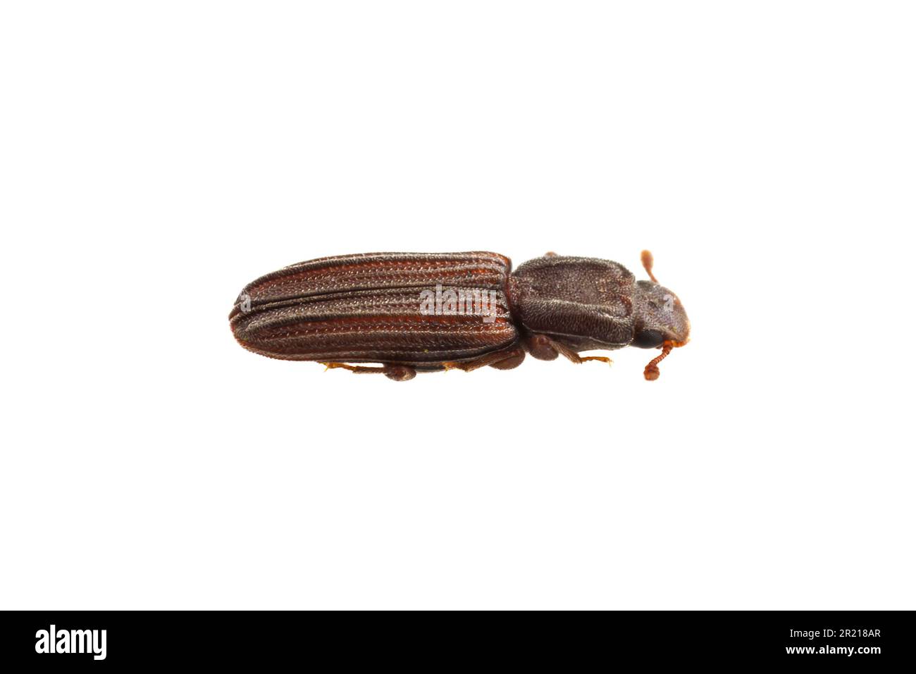Cylindrical Bark Beetle (Lasconotus pusillus), isolated on white background. Stock Photo