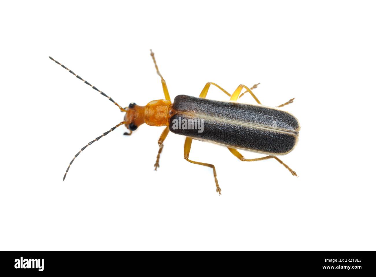 Soldier Beetle (Podabrus sp.), isolated on white background. Stock Photo