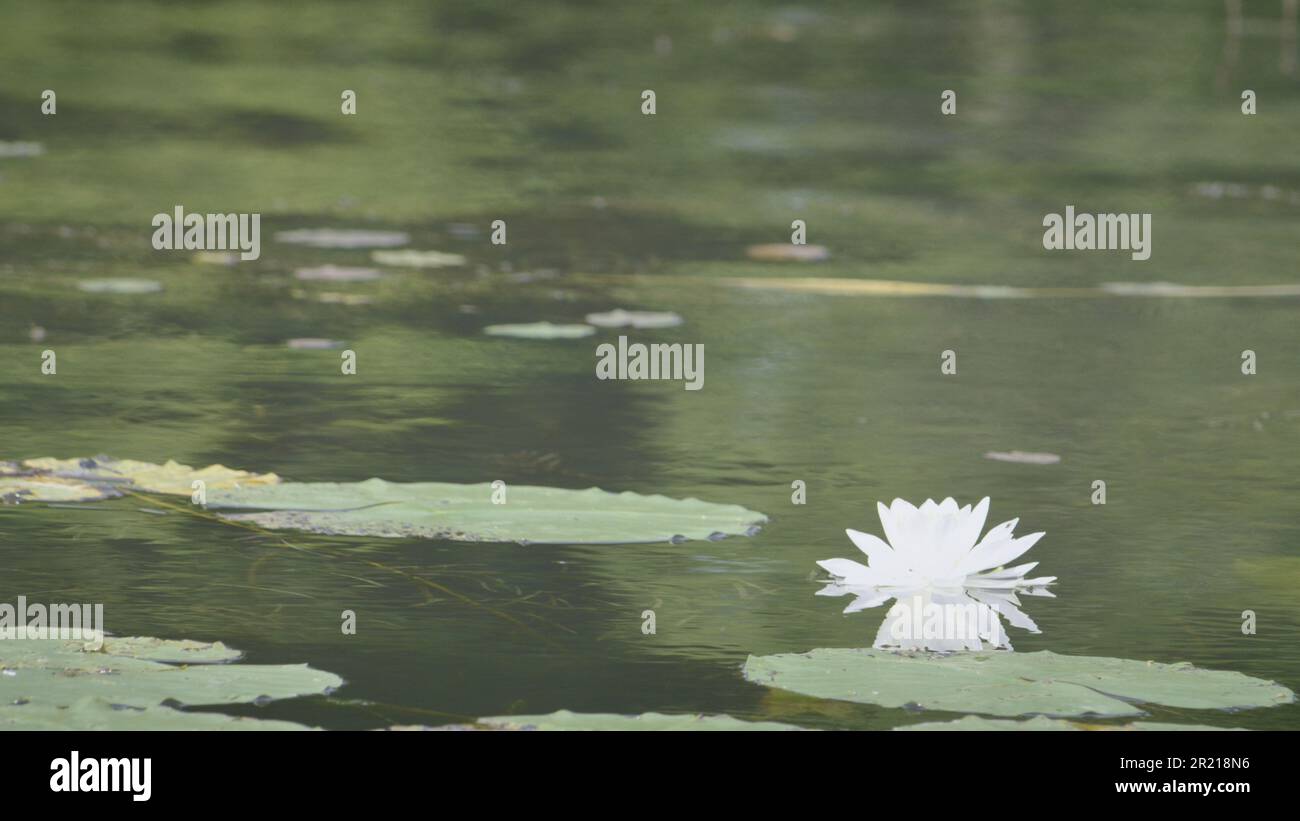 Graphic resource announcement template sign for group service gathering