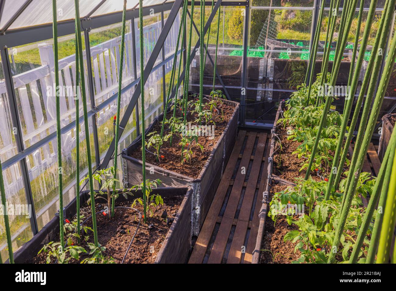 View of greenhouse with growing tomatoes with an automatic watering