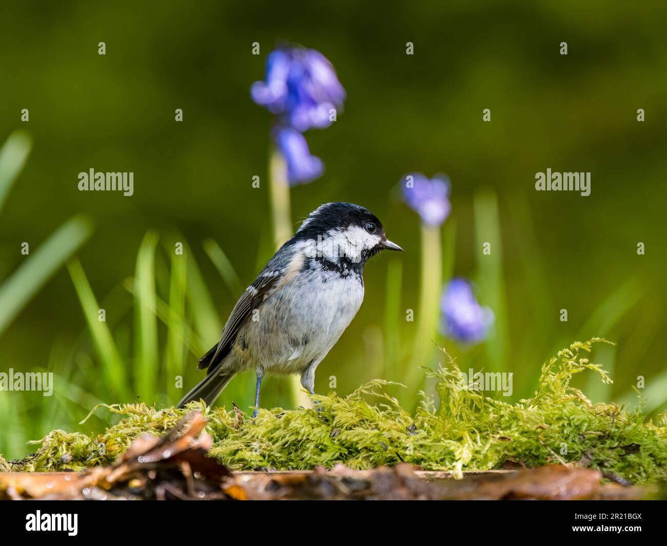 A coal tit foraging in spring sunshine in mid Wales. Stock Photo