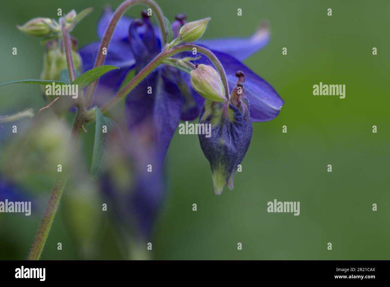 Macro photography of a blooming blossom Stock Photo