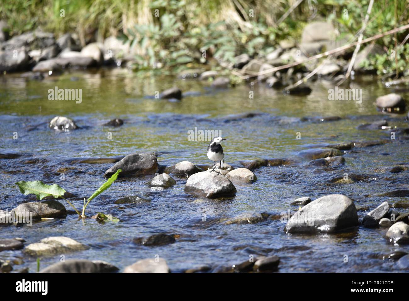 Female Pied Wagtail (Motacilla alba) Perched on a Stone in a River, Facing Camera Middle of Image, Head Turned to Right, in Mid-Wales, UK in May Stock Photo