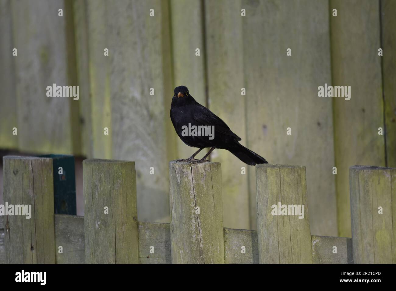 Male Common Blackbird (Turdus merula) Perched on Fence Post Facing Camera, taken in Mid-Wales, UK in Late Spring Stock Photo