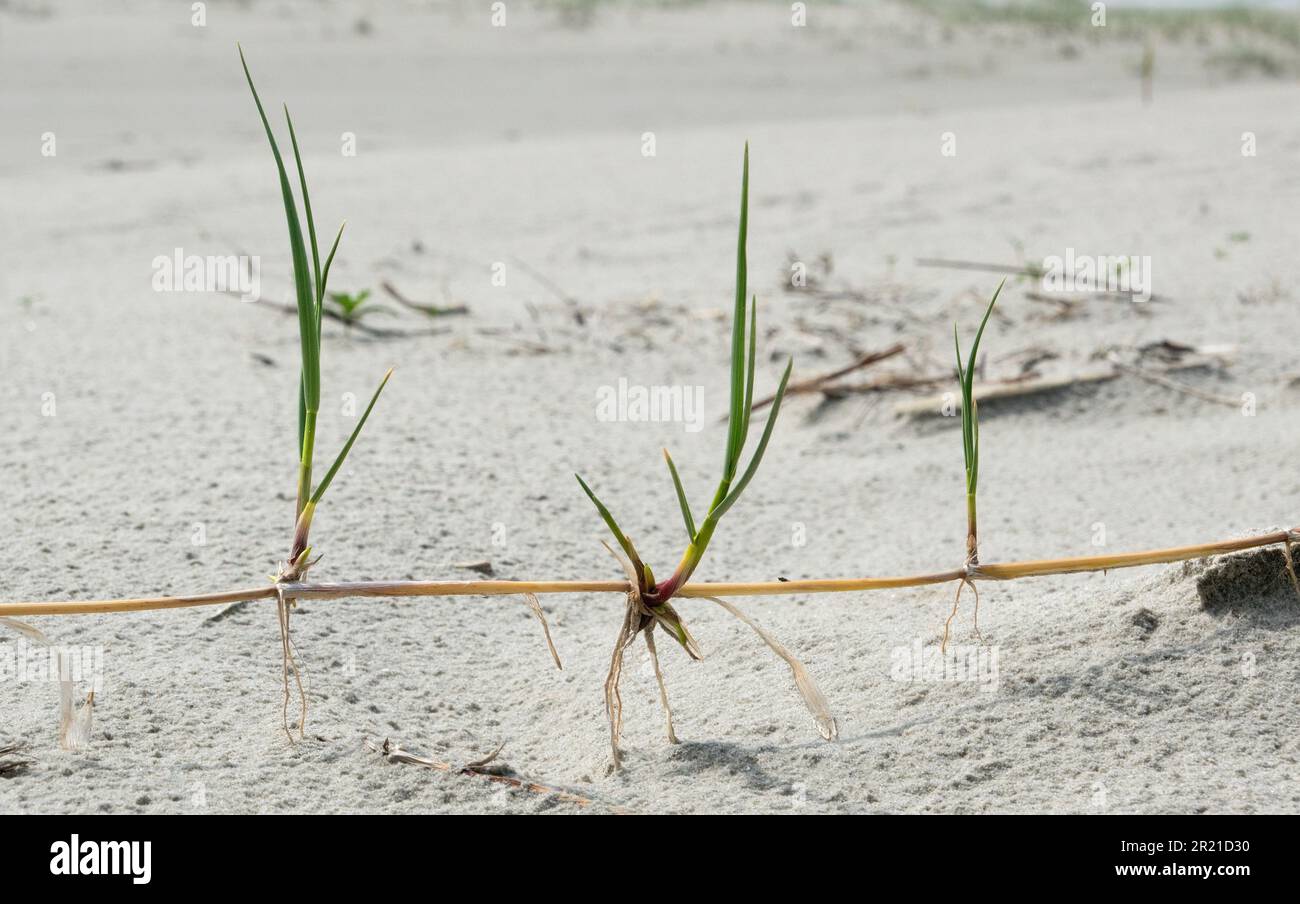 Extensive underground root system of Marram grass visible after erosion of a dune Stock Photo