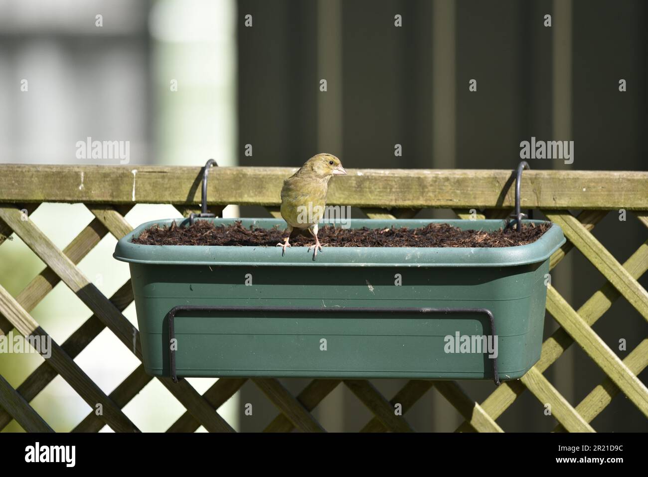 Female European Greenfinch (Carduelis chloris) Perched on the Front Edge of a Hanging Trough, Facing Camera with Head Turned to Right, taken in UK Stock Photo