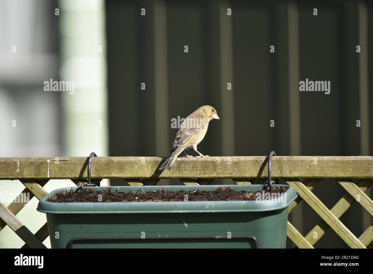 Female European Greenfinch (Carduelis chloris) Perched in Right-Profile on Top of a Trellis Fence in the Sun in a Garden in Mid-Wales, UK in May Stock Photo