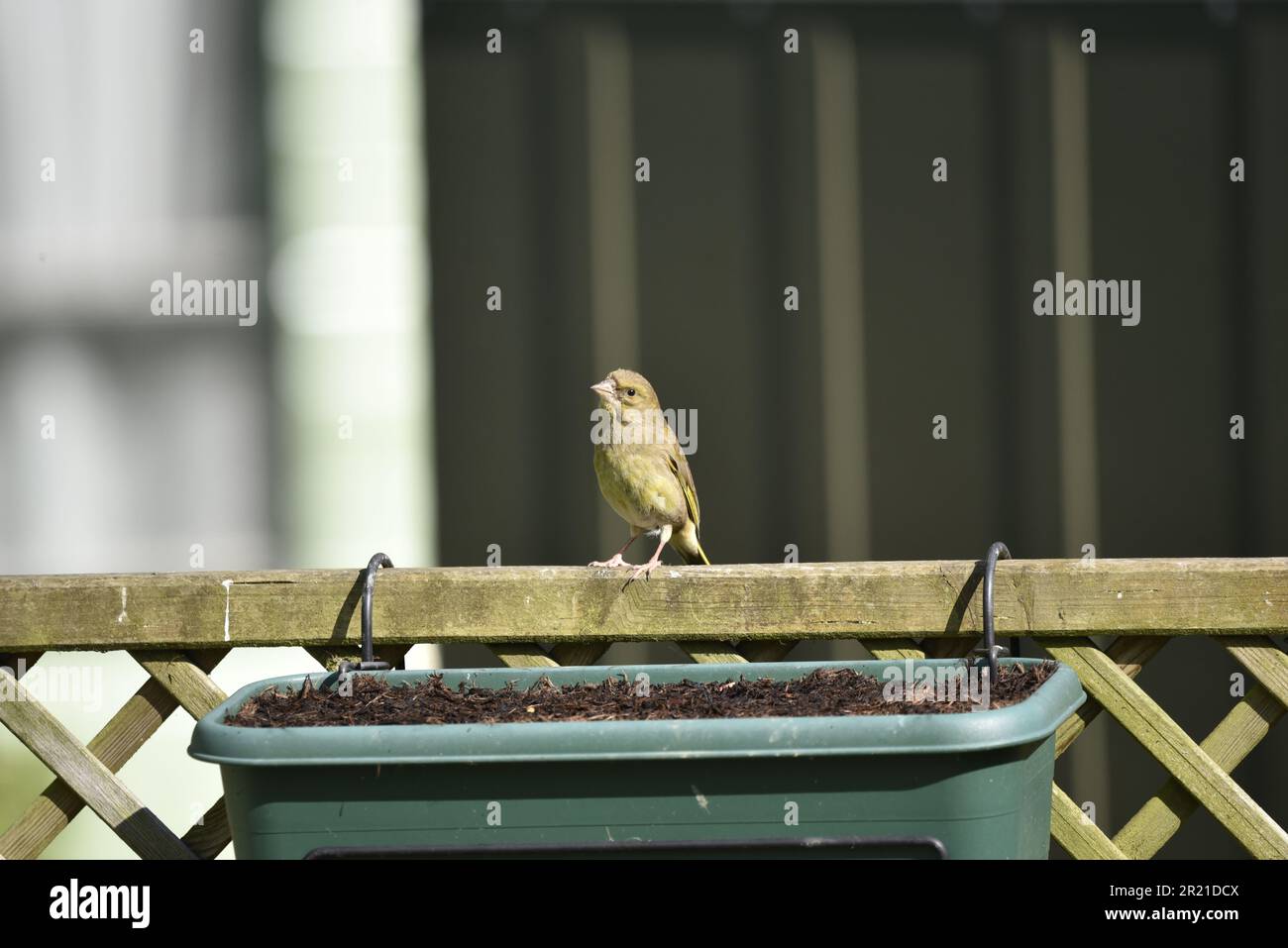 Female European Greenfinch (Carduelis chloris) Perched on Top of a Trellis Fence above a Hanging Trough in the Sun, Head Tilted towards Camera, in UK Stock Photo