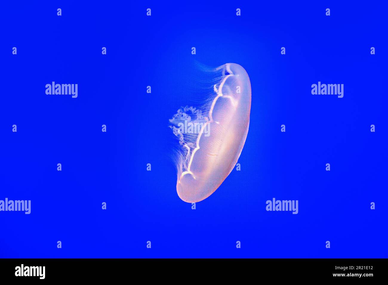 transparent jelly fish in the deap blue sea Stock Photo