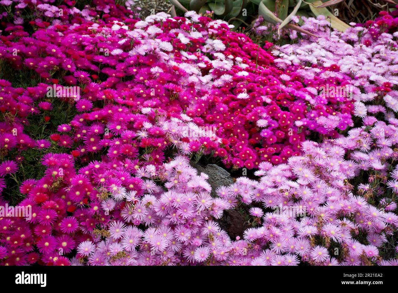 Perernnial red and pink sedum flowers served as beautiful ground covers in the Spring and summer for a garden Stock Photo