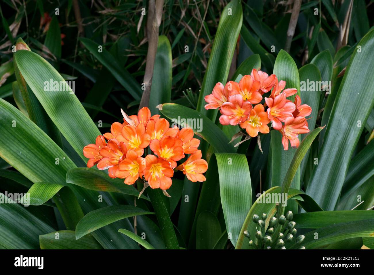 Clusters of orange clivia miniata plant, also known as Fire lily, blossom in the Spring and summer Stock Photo