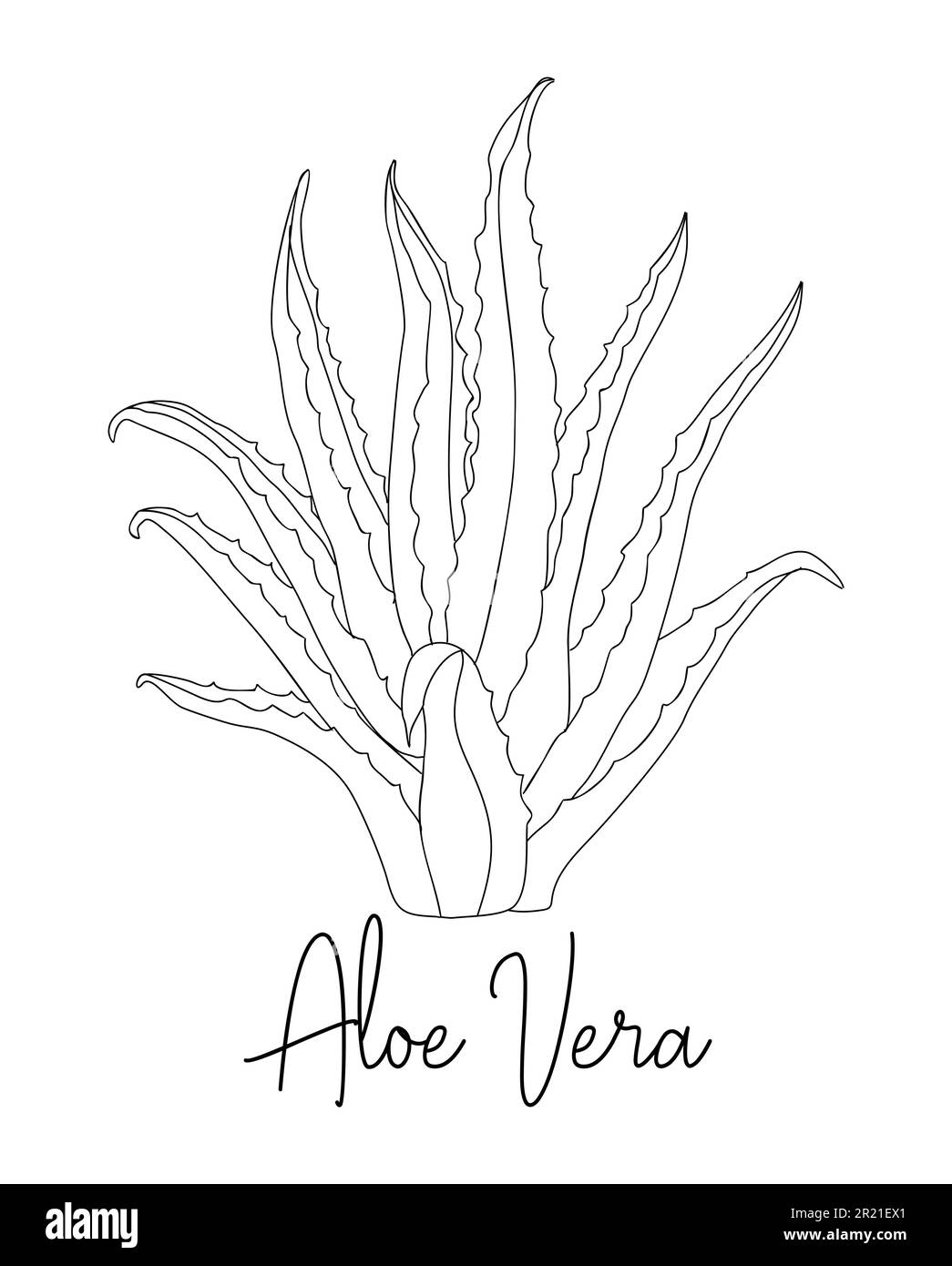 Aloe vera plant hand drawn Black and White Stock Photos & Images - Alamy