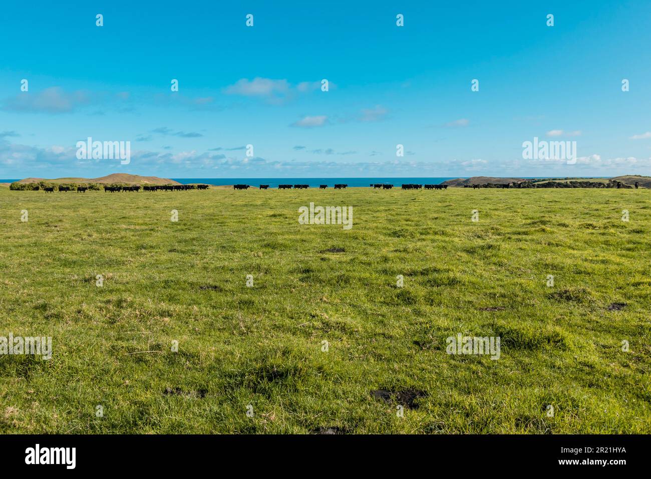 Photograph of a herd of black cows grazing in a field on King Island in