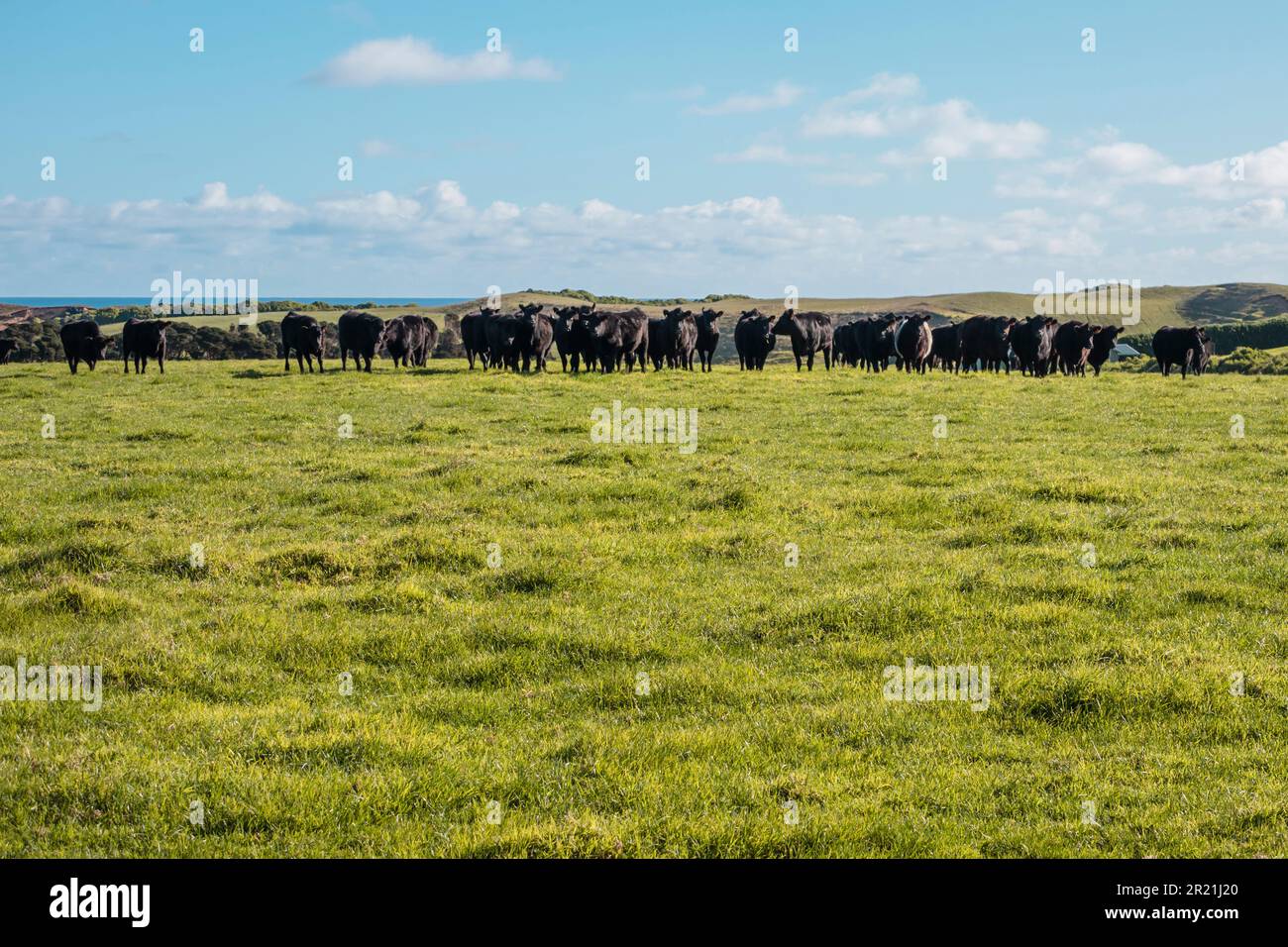 Photograph of a herd of black cows grazing in a field on King Island in