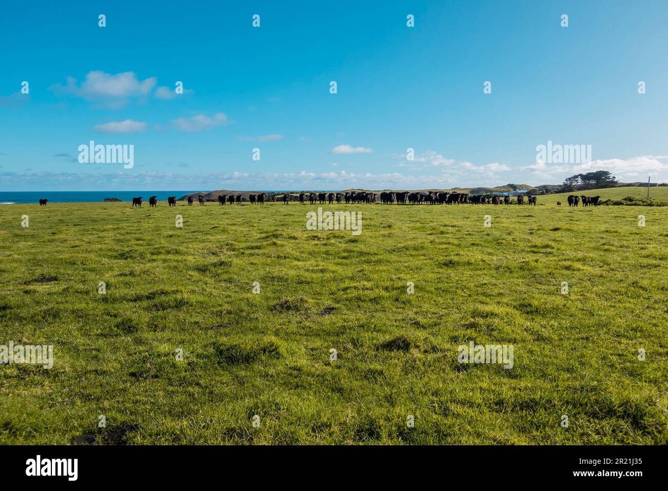 Photograph of a herd of black cows grazing in a field on King Island in