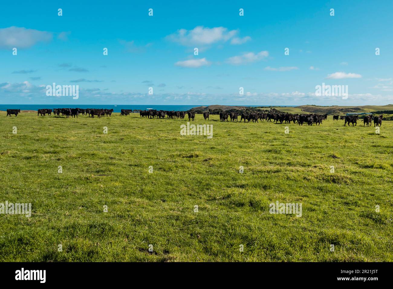 Photograph of a herd of black cows grazing in a field on King Island in
