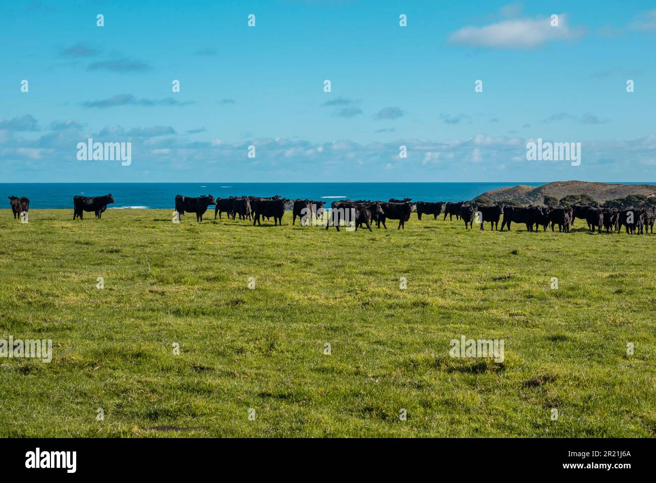 Photograph of a herd of black cows grazing in a field on King Island in ...