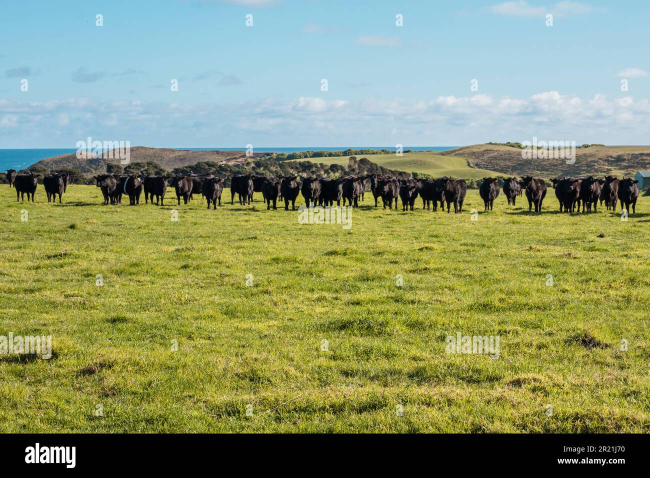 Photograph of a herd of black cows grazing in a field on King Island in
