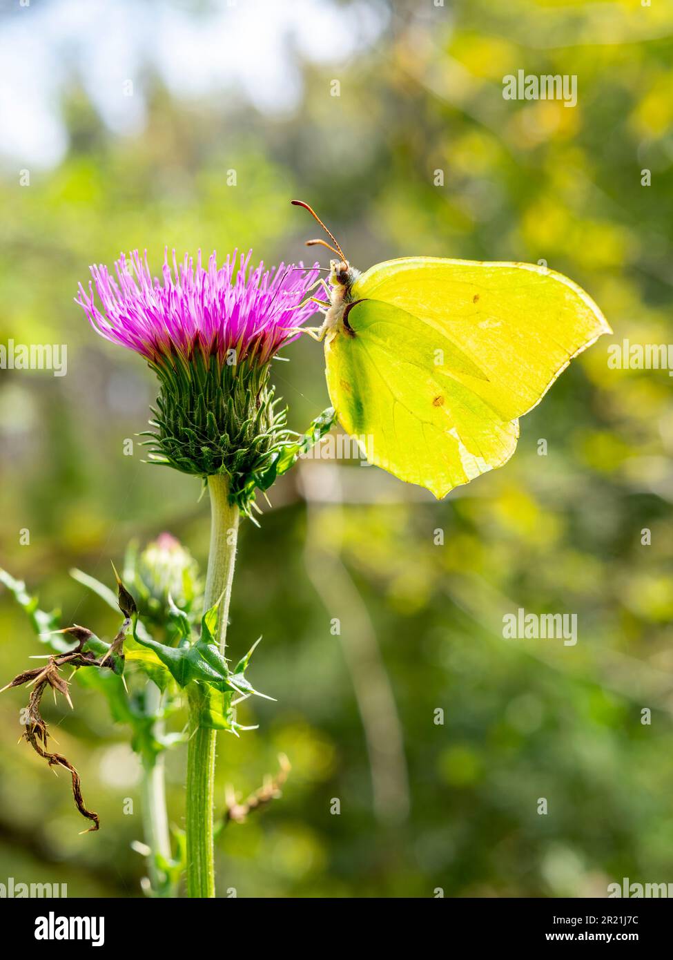 common brimstone butterfly (Gonepteryx rhamni) feeding on a thistle flower with blurred background Stock Photo
