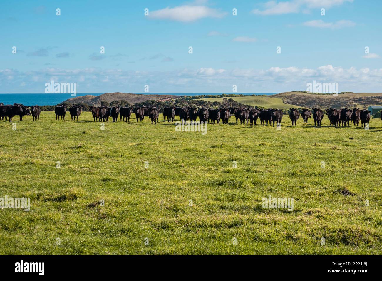 Photograph of a herd of black cows grazing in a field on King Island in