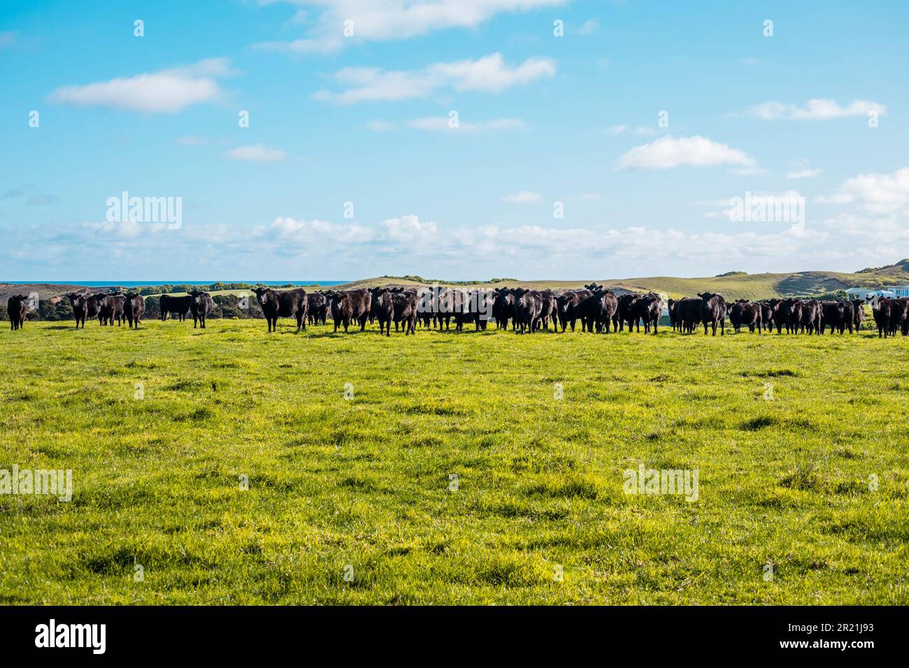 Photograph of a herd of black cows grazing in a field on King Island in