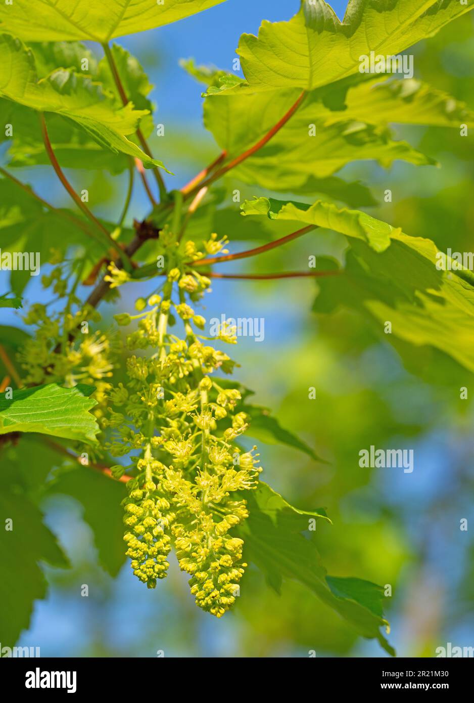 Flowering maple in spring, close-up Stock Photo