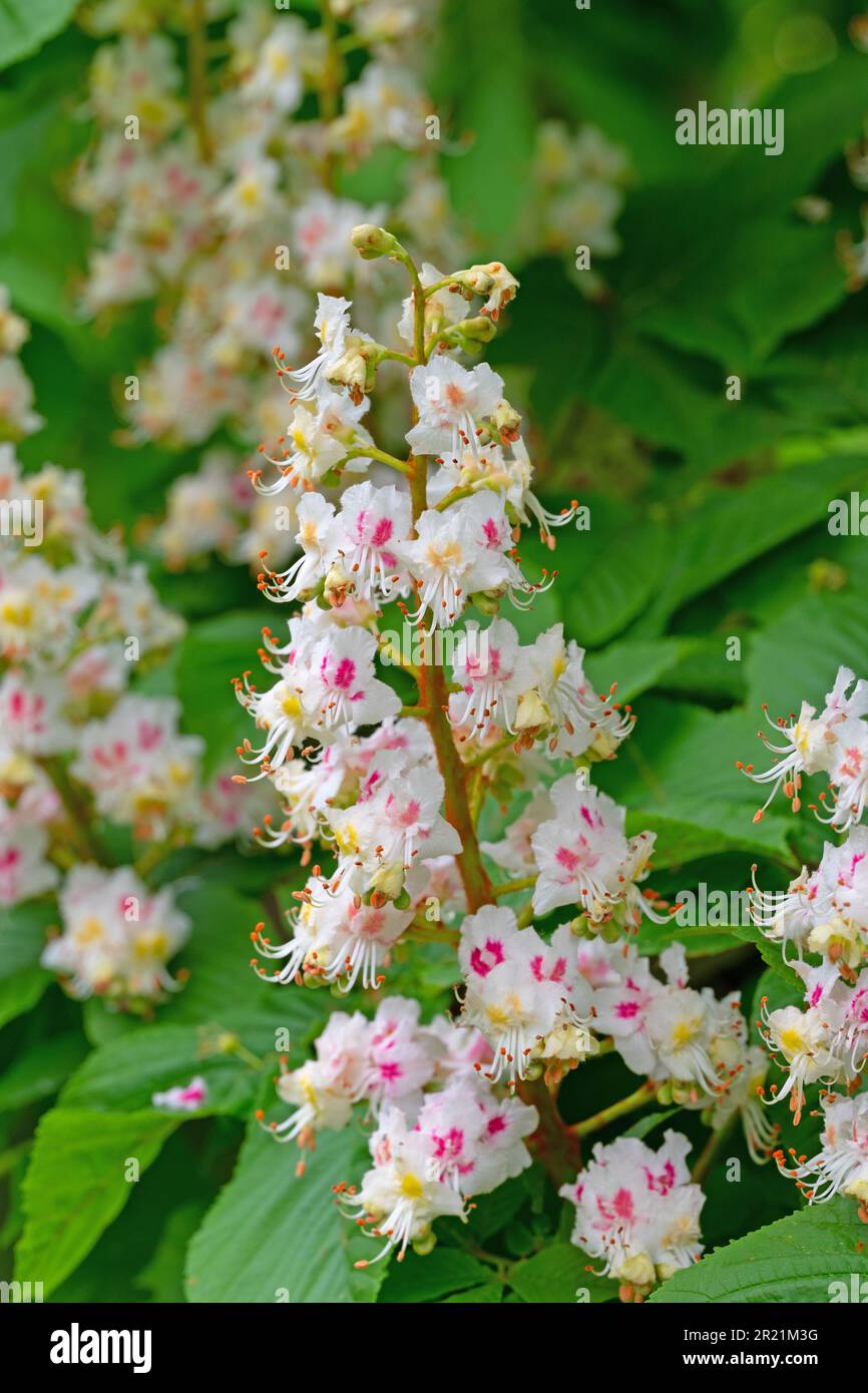 Chestnut tree castanea blossom hi-res stock photography and images - Alamy
