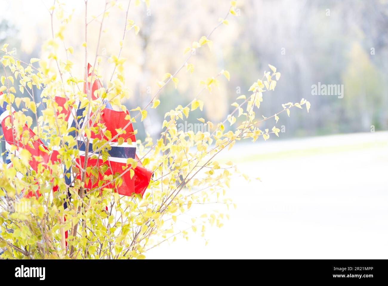 Norwegian flag with birk branches for decoration for birthdays, confirmations, and constitutions day Stock Photo