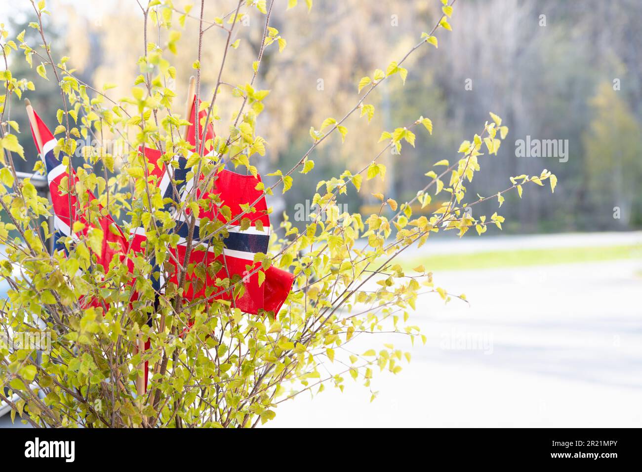 Norwegian flag with birk branches for decoration for birthdays, confirmations, and constitutions day Stock Photo