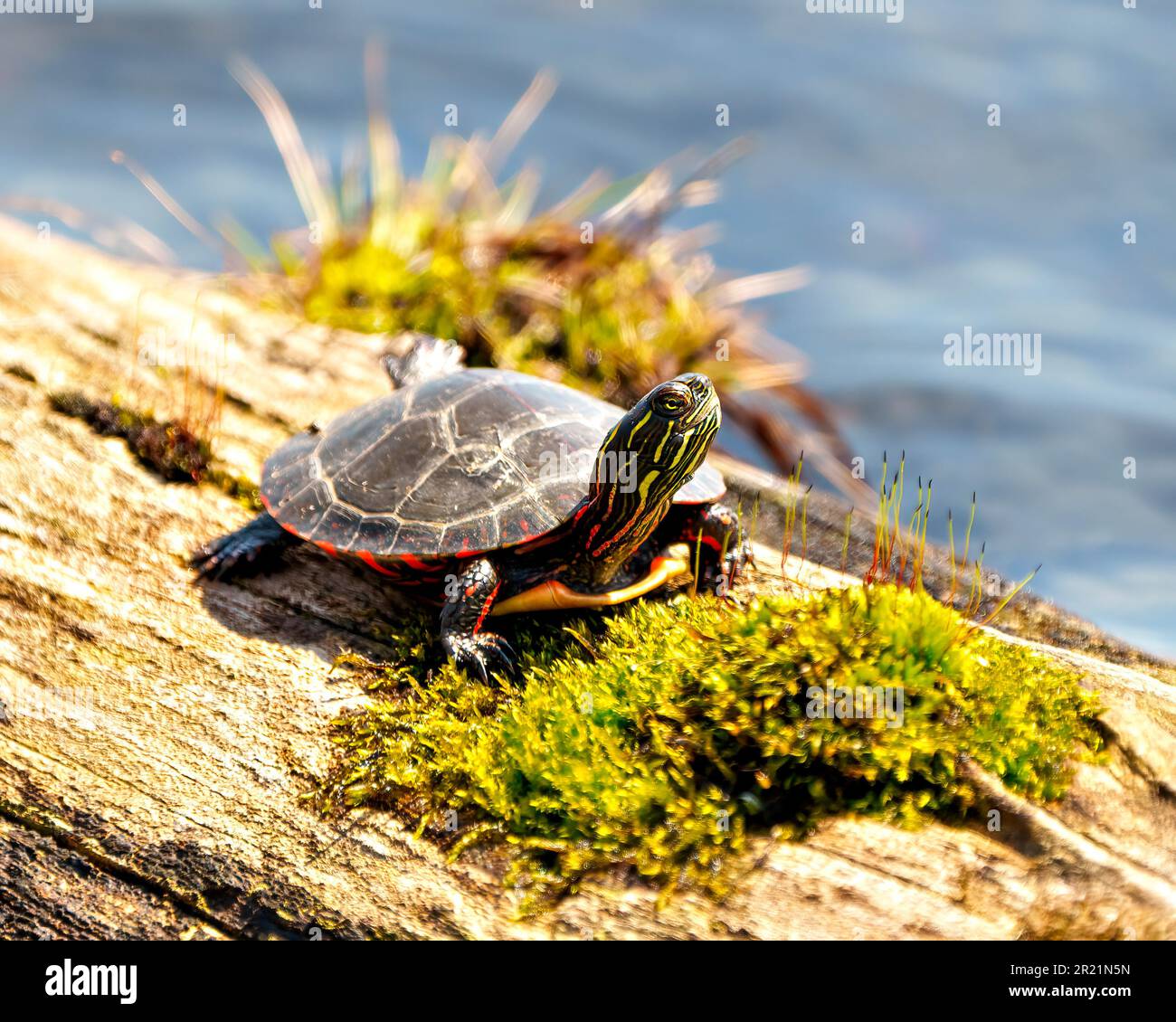 Painted turtle resting on a log with moss in the pond and displaying