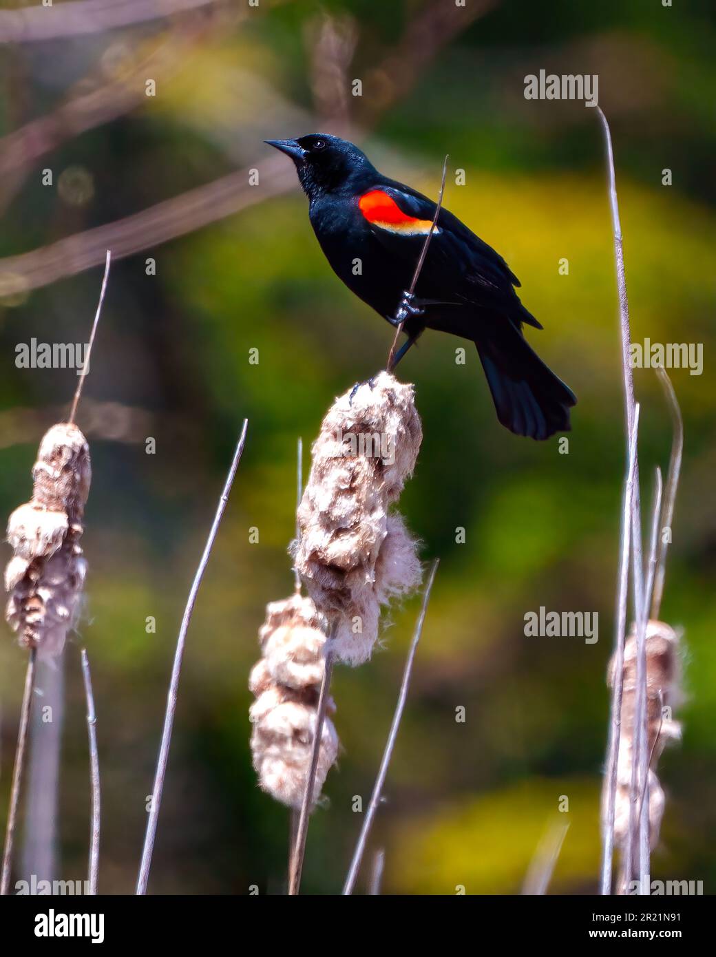Red-Winged Blackbird side view perched on a cattail and flashing its scarlet field marks and spread tail marking its territory with a green background Stock Photo