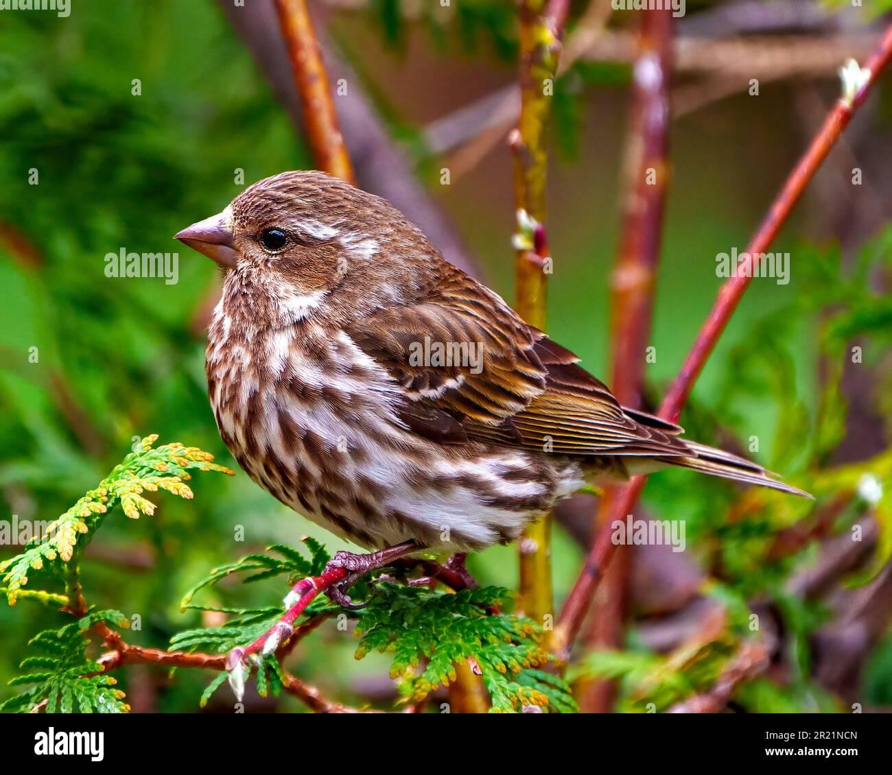 Song Sparrow close-up side view perched on a cedar branch with green blur background in its environment and habitat, displaying brown feather. Sparrow Stock Photo
